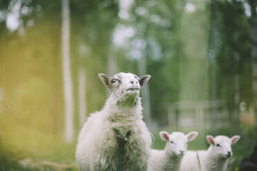 Sheep with lambs - JOHF01508