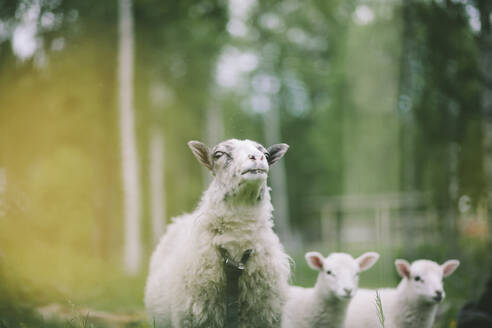 Schafe mit Lämmern - JOHF01508