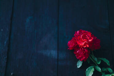 Red rose - JOHF01513