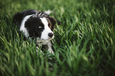 Dog lying in grass - JOHF01519