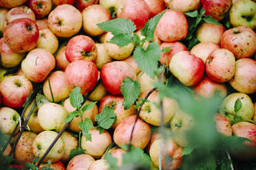 Heap of apples - JOHF01524