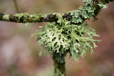 Lichen - JOHF01599