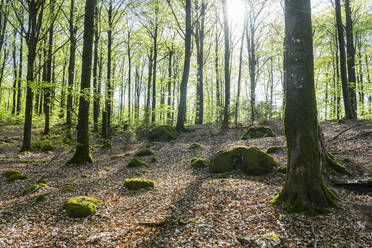 View of spring forest - JOHF01715
