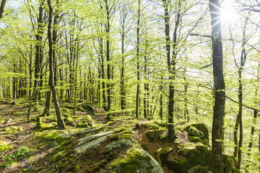 Blick auf den Frühlingswald - JOHF01727