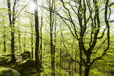 Blick auf den Frühlingswald - JOHF01728