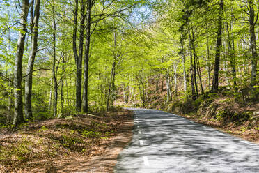 Straße durch den Wald - JOHF01735