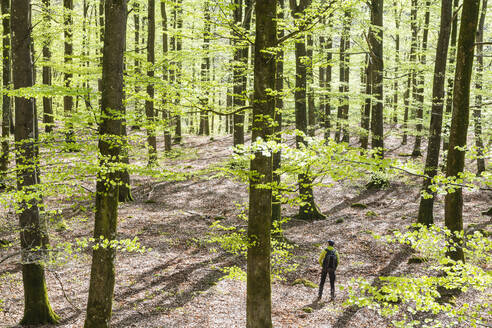 Blick auf den Frühlingswald - JOHF01736