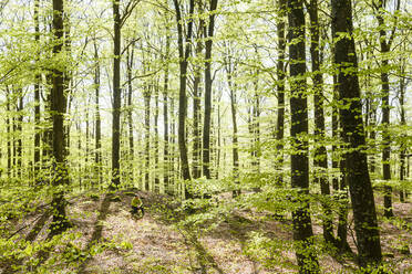 Blick auf den Frühlingswald - JOHF01737