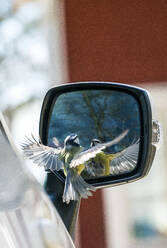 Bird near side mirror - JOHF01772