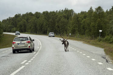 Elch auf der Straße - JOHF01796