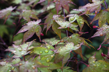 Water drops on leaves - JOHF01832