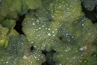 Water drops on leaves - JOHF01834