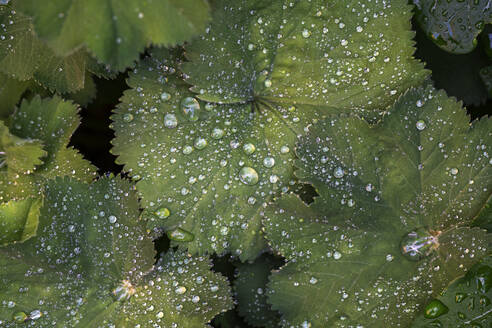 Wassertropfen auf Blättern - JOHF01834