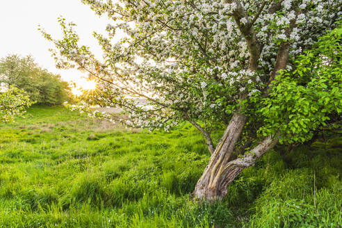 Blossoming tree - JOHF01860