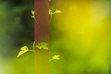 Climbing plant on wooden pole - JOHF01876