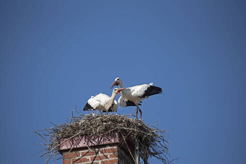 Störche auf dem Nest - JOHF01883