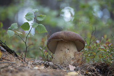 Mushroom - JOHF01888