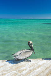 Pelikan auf dem Pier über dem Meer gegen den klaren blauen Himmel, Providenciales, Turks- und Caicosinseln - RUNF03334