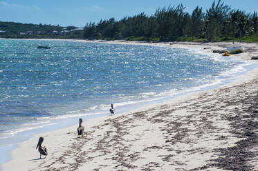 Pelikane am Strand gegen den Himmel an einem sonnigen Tag, Providenciales, Turks- und Caicosinseln - RUNF03335