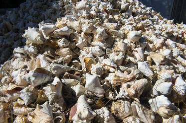 Vollbildaufnahme von Muschelschalen auf einer Farm, Providenciales, Turks- und Caicosinseln - RUNF03336