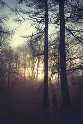 Silhouette eines zwischen Bäumen stehenden Mannes am Abend - DWIF01039