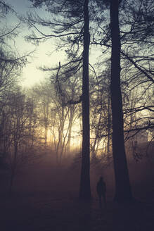 Silhouette eines zwischen Bäumen stehenden Mannes am Abend - DWIF01039