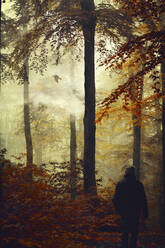 Rear view of man in autumn forest - DWIF01040