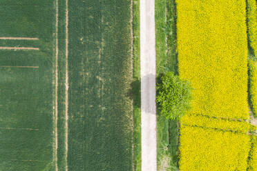 Germany, Bavaria, Regensburg, Aerial view of empty country road along rapeseed field in summer - MMAF01135