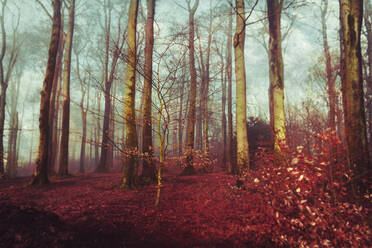 Germany, Wuppertal, scenic view of foggy forest - DWIF01050