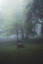 Germany, Wuppertal, scenic view of foggy forest - DWIF01051