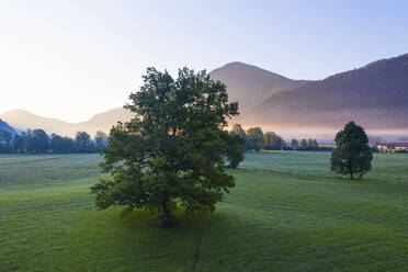 Germany, Bavaria, Upper Bavaria, Isarwinkel, Jachenau, oak at sunrise - SIEF09075