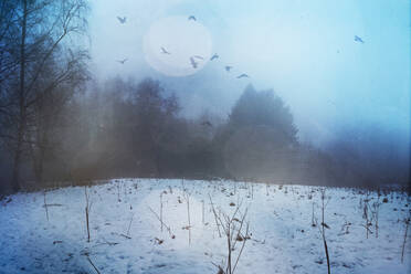 Germany, Wuppertal, Flock of birds flying over snow-covered forest clearing at foggy dawn - DWIF01055