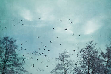 Germany, Wuppertal, Flock of birds flying over bare forest trees in winter - DWIF01056