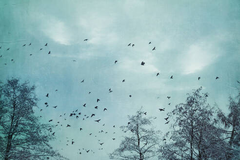 Deutschland, Wuppertal, Vogelschwarm fliegt über kahle Waldbäume im Winter - DWIF01056