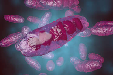 3D rendered Illustration, visualisation of an anatomically correct mitochondrion, an organelle - SPCF00461