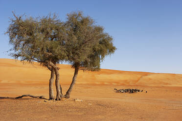 Baum in der Wüste und Ziegenherde, Wahiba Sands, Oman - WWF05316