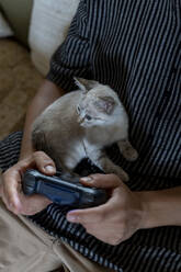 Mann spielt Videospiel mit Kätzchen auf seinem Schoß - AFVF04002