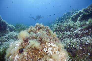 France, Corsica, Sagone, Underwater view of scuba diver exploring reef - ZCF00816