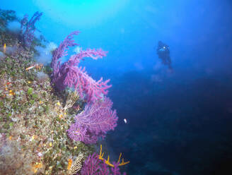 France, Corsica, Tizzano, Underwater view of scuba diver swimming toward violescent sea-whip - ZCF00819
