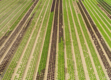 Aerial view of lettuce agriculture in Correze, France. - AAEF03695
