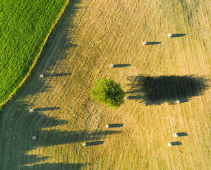 Luftaufnahme eines langen Baumschattens und Strohballen auf einem Feld, Correze, Frankreich. - AAEF03699