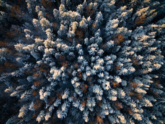 Luftaufnahme eines estnischen Waldes, der im Winter mit Schnee bedeckt ist - AAEF03777