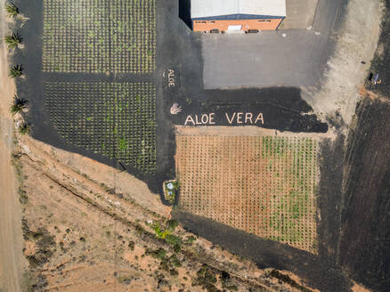 FUERTEVENTURA, KANARISCHE INSELN - 18. Februar 2018 : Luftaufnahme der Aloe-vera-Plantage auf Fuerteventura, Kanarische Inseln. - AAEF03863