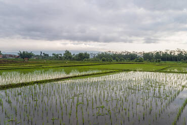 Luftaufnahme eines Reisfeldes, auf dem Halbwurzelreis angebaut wird, Malang, Indonesien. - AAEF04292