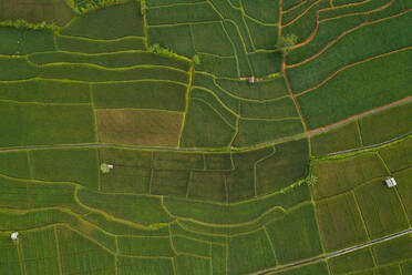 Aerial view above of cultivation field, Malang, Indonesia. - AAEF04293