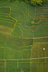 Aerial view above of cultivation field, Malang, Indonesia. - AAEF04294