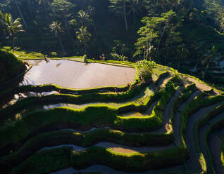 Aerial view of farmers tending to terraced rice farms, Tegallalang, Bali. - AAEF04320