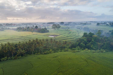 Panoramablick auf die morgendlichen Reisfelder in Ubud, Bali. - AAEF04323
