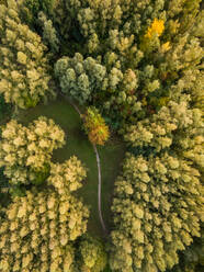 Aerial view above of pathway crossing forest, Deventer, Netherlands. - AAEF04418