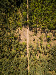 Luftaufnahme eines Weges durch den Wald, Deventer, Niederlande. - AAEF04441